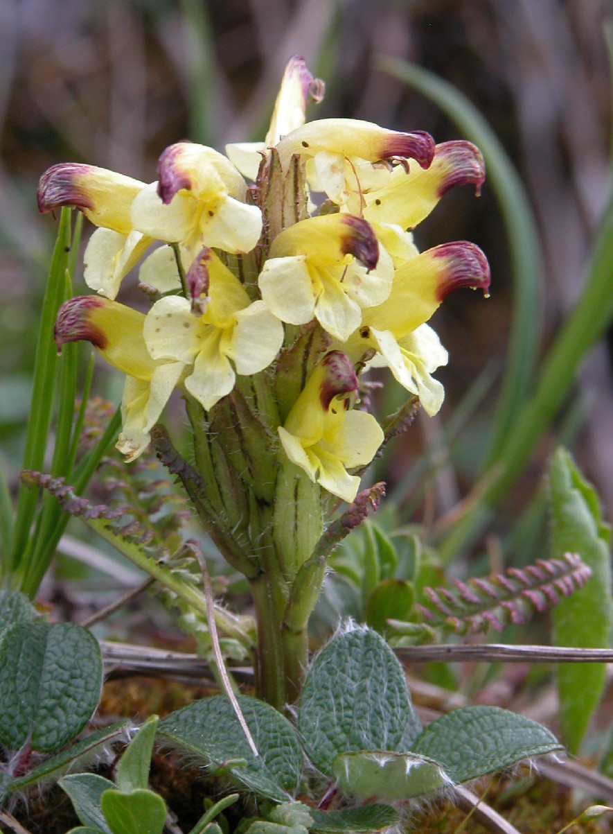 Pedicularis oederi / Pedicolare di Oeder